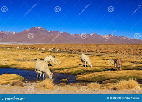 Lama Standing in a Beautiful South American Altiplano Landscape Stock Photo - Image of domestic ...