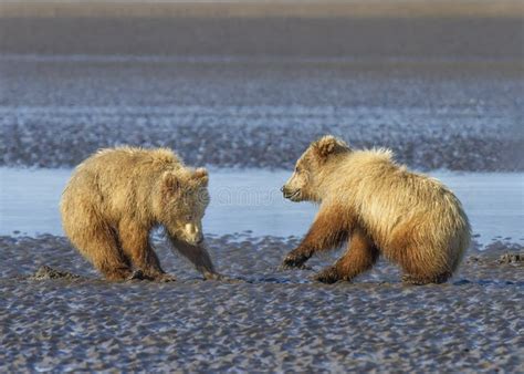 Coastal Brown Bear Cubs Playing, Alaska Stock Photo - Image of playing, coast: 203110532