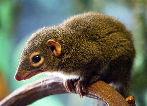 Treeshrew — Steemit