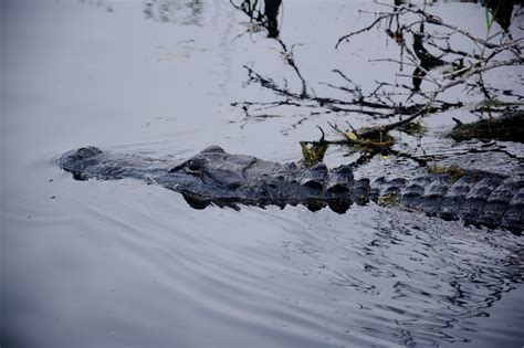 Okefenokee National Wildlife Refuge: A Visit to the Swamp