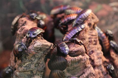 How to Prevent a Cockroach Infestation - Canberra Pest Control