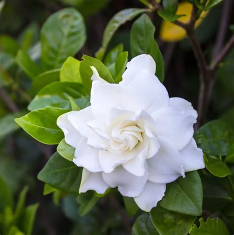 Cape jasmine | Tamara Garden Center