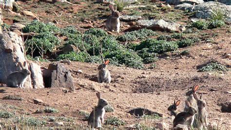 Progress made in rabbit control measures | Stock Journal | South Australia