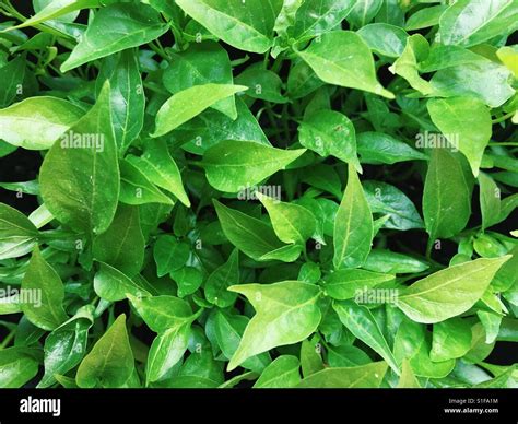 Chilli pepper leaves Stock Photo - Alamy