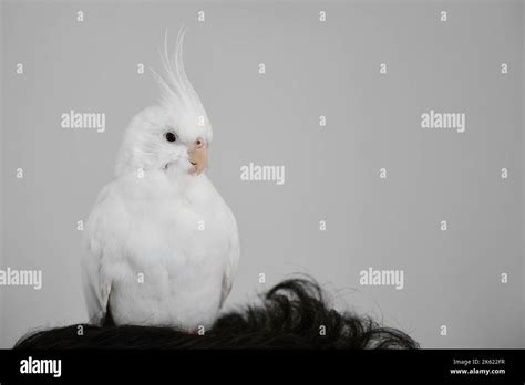 Albino cockatiel on the head of its owner Stock Photo - Alamy