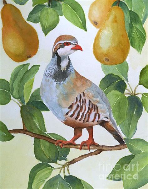 partridge in a pear tree | Tree watercolor painting, Pear art ...