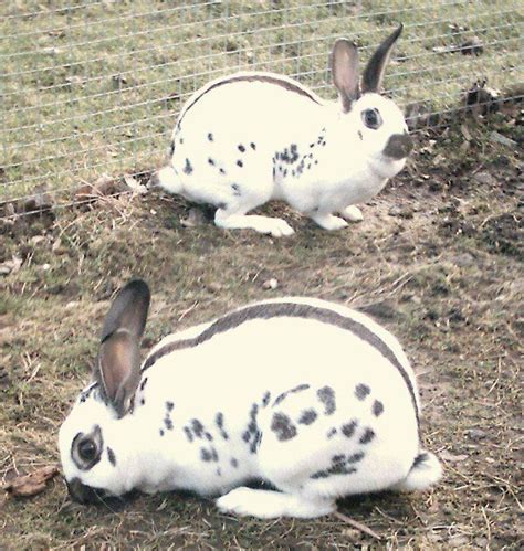 english spot rabbit | Rabbit breeds, English spot rabbit, Pet rabbit care