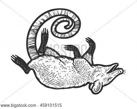 Possum Playing Death Vector & Photo (Free Trial) | Bigstock