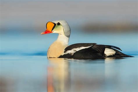 Diving Abilities of Different Duck Species – Nature Blog Network