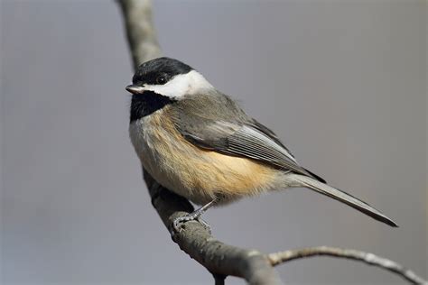 Carolina Chickadee - Song Of America