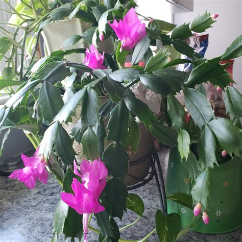 Blooming Christmas Cactus : r/plants