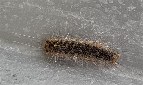 Fuzzy Brown Caterpillar Identification