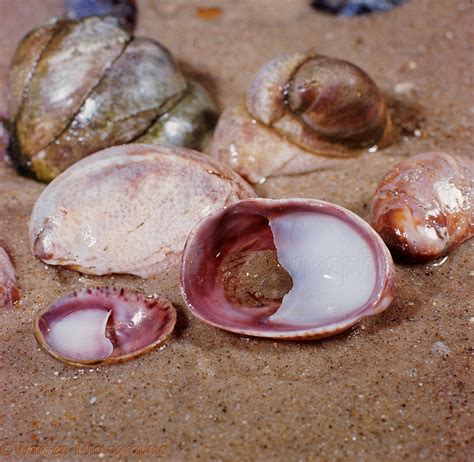 Slipper Limpet shells with crab photo WP08523