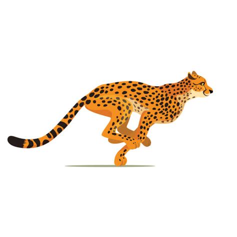 Gepard Run Illustrations, Royalty-Free Vector Graphics & Clip Art - iStock