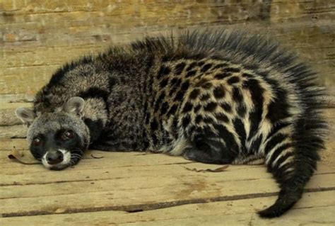 Civets and cats: Why do they nest together in Wikipedia, but not in the ...