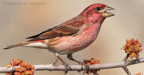 Purple Finch - American Bird Conservancy