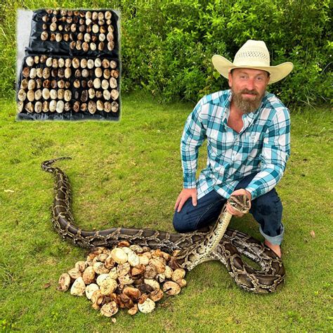 Authorities Remove Large Burmese Python and 111 Eggs from Florida Everglades, Registration for ...