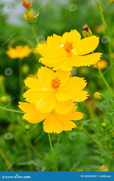 Yellow Cosmos flower stock photo. Image of plant, beautiful - 32654022