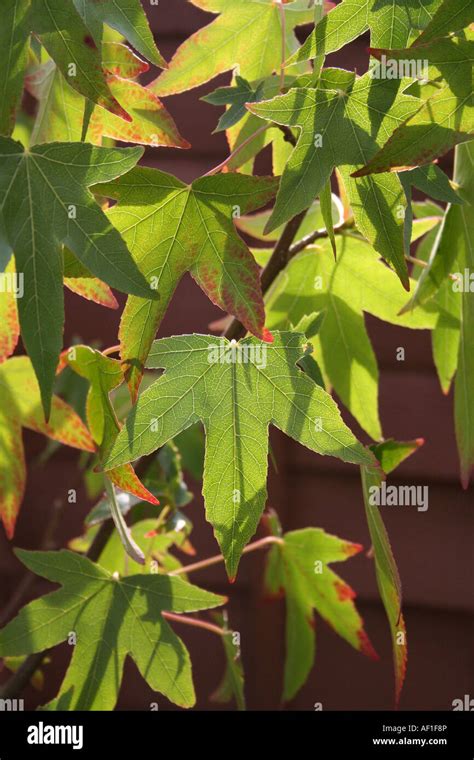 Gum tree leaves hi-res stock photography and images - Alamy