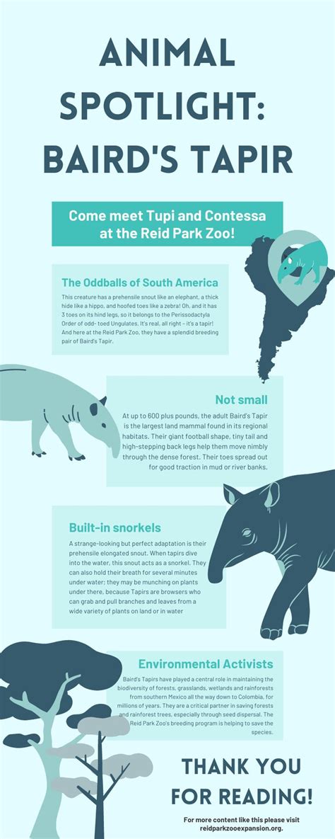 Baird's Tapir Infographic in 2023 | Zoo signage, Tapir, Animal facts