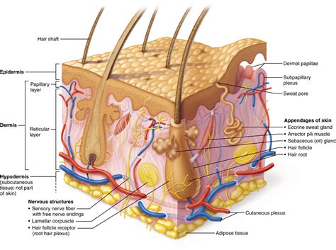 [DIAGRAM] Blister On Skin Diagram - MYDIAGRAM.ONLINE