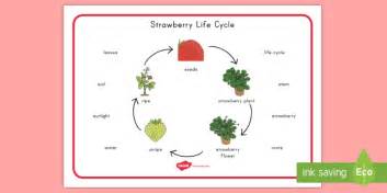 Strawberry Life Cycle Word Mat (teacher made)