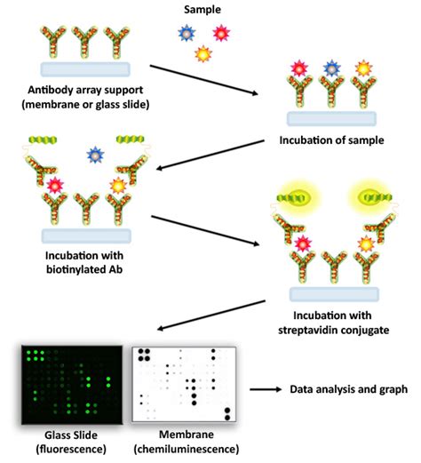 Quantibody Multiplex ELISA array on a glass slide | Genomax