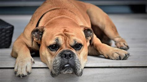 Down Syndrome in Dogs | Symptoms and Is It Possible for Dogs to It?