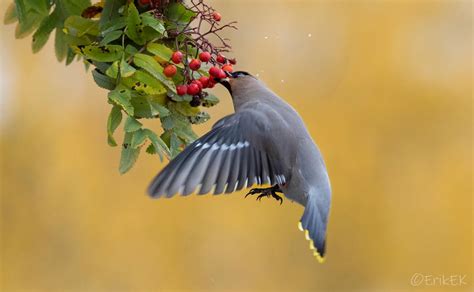 Bohemian waxwing by ErikEK on DeviantArt