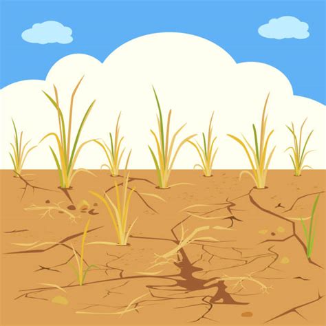 No Water Farming Illustrations, Royalty-Free Vector Graphics & Clip Art ...