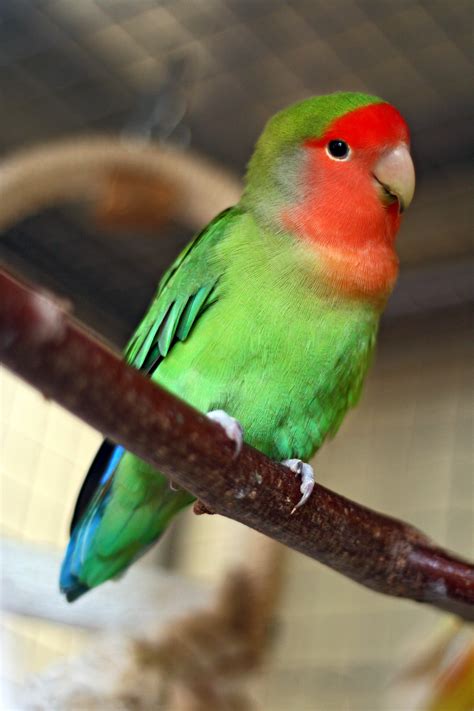 File:Agapornis roseicollis -Peach-faced Lovebird pet on perch.jpg - Wikipedia