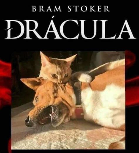 Dracula : r/Funnymemes