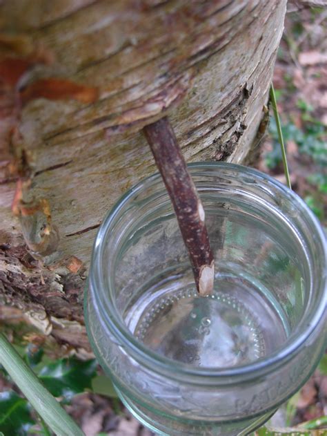 Gardening Matters: Tapping Sap from Birch Trees