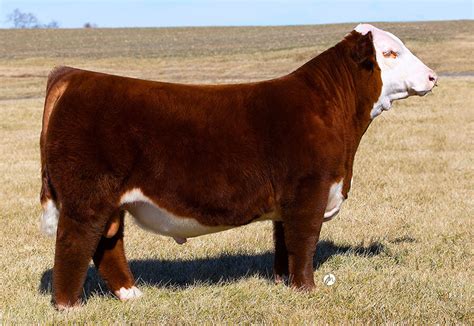 Sires - Grimmel Girls Show Cattle - Hereford Cattle in Jarrettsville, MD