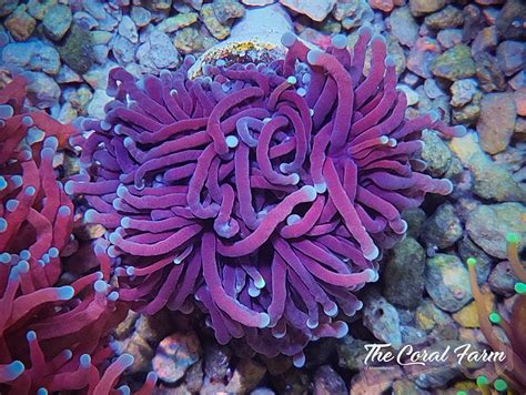 Purple Torch Coral Frags - Buy Online!