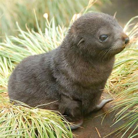 A baby sea lion