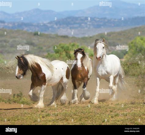 Three Gypsy vanner Horses run in alpine pasture Stock Photo - Alamy