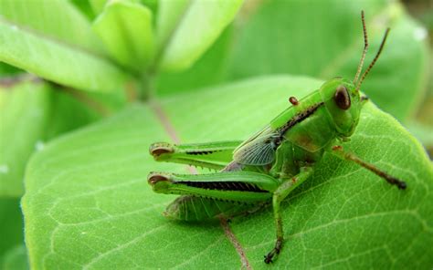 Green Grasshopper Wallpaper - MyConfinedSpace