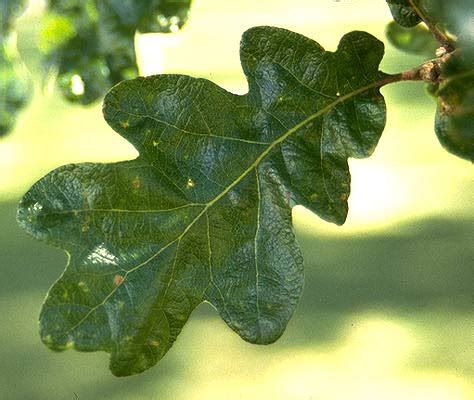 Quercus garryana | Landscape Plants | Oregon State University