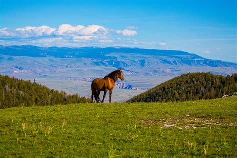 Feds Intent on Removing Wyoming’s Wild Horses | HORSE NATION