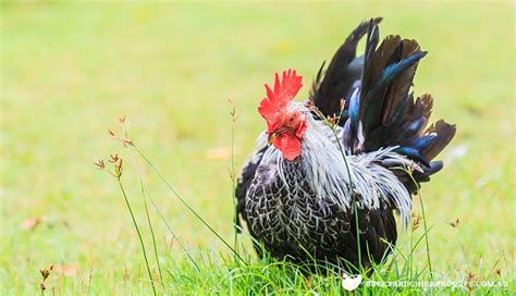 Japanese Bantam Breed Profile - Man's Best Friend