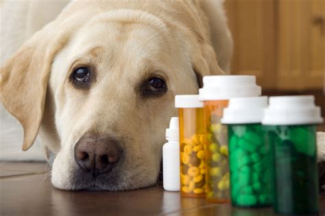 Seizure Medications for Dogs