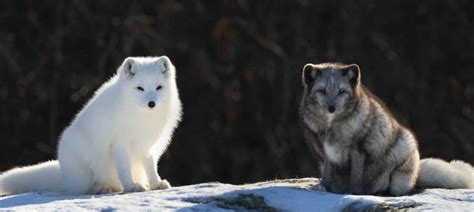 Arctic Fox Facts: 40 Frosty Facts About These Furry Foxes - Facts.net