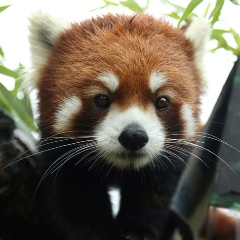 Red Panda Images - Impre Media