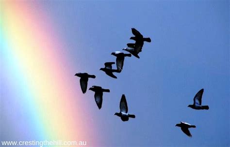 THERE'S ALWAYS A RAINBOW AFTER THE RAIN - Cresting The Hill