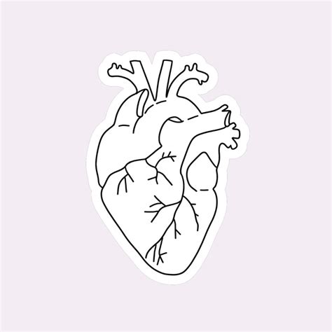 Anatomical Heart Sticker Heart Anatomy Sticker Nursing - Etsy