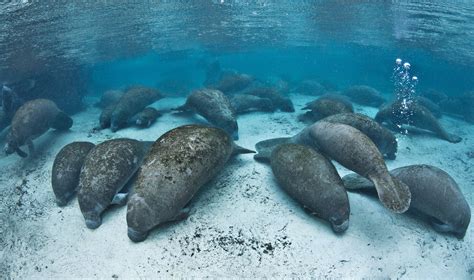 Manatees Close Three Sisters Springs in Florida | TIME