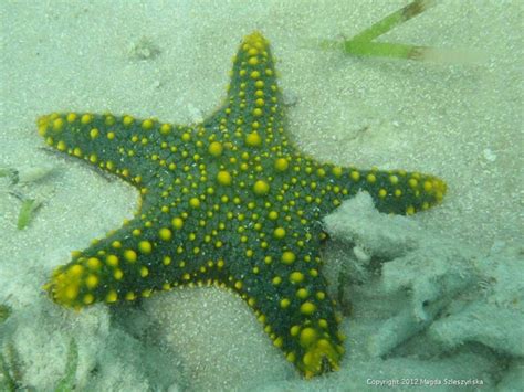 Green Starfish | green starfish! | My Favorites | Pinterest | Starfish ...