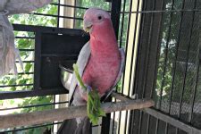 Galah_roger_web - Better Pets and Gardens