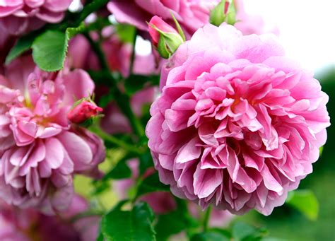 These 10 Best-Smelling Flowers For Your Garden - PureWow